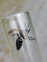 Triepeolus donatus