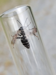Triepeolus donatus