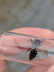 Triepeolus donatus