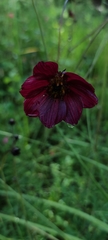 Cosmos purpureus