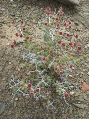 Ruschia spinosa