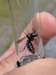 Triepeolus donatus