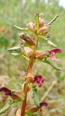 Pedicularis parviflora