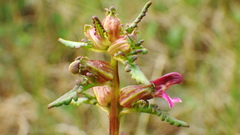 Pedicularis parviflora