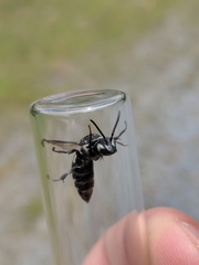 Triepeolus donatus