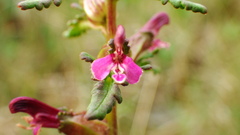 Pedicularis parviflora
