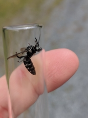 Triepeolus donatus