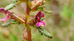 Pedicularis parviflora