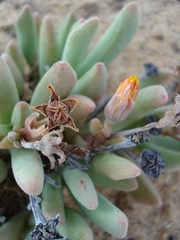 Hereroa latipetala
