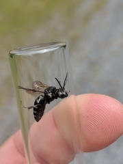 Triepeolus donatus