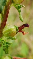 Pedicularis parviflora