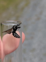 Triepeolus donatus