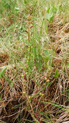 Pedicularis parviflora
