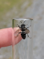Triepeolus donatus
