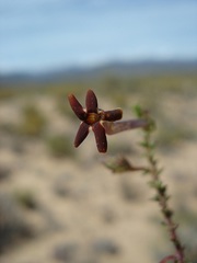 Jamesbrittenia atropurpurea