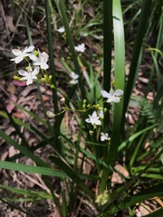 Libertia paniculata