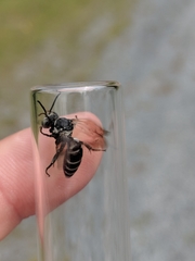 Triepeolus donatus
