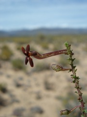 Jamesbrittenia atropurpurea