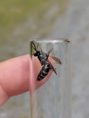Triepeolus donatus