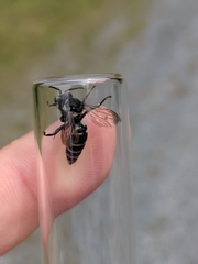 Triepeolus donatus