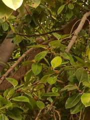 Argya striata