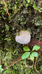 Gliophorus