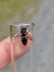 Triepeolus donatus