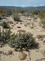 Macledium relhanioides