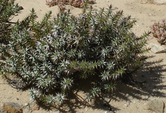 Macledium relhanioides