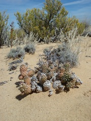 Euphorbia braunsii