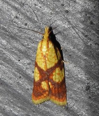 Sparganothis lycopodiana