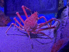 Macrocheira kaempferi