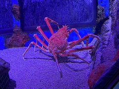 Macrocheira kaempferi