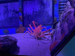 Macrocheira kaempferi