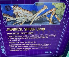 Macrocheira kaempferi