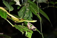 Oxybelis brevirostris