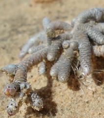 Anacampseros ustulata