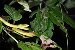 Oxybelis brevirostris