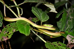 Oxybelis brevirostris