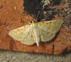 Polygrammodes flavidalis
