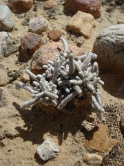 Anacampseros ustulata