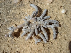 Anacampseros ustulata