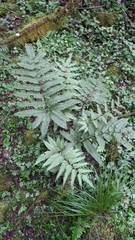 Pteris setulosocostulata