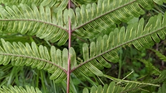 Pteris setulosocostulata