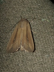 Leucania phragmitidicola