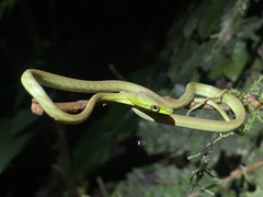 Oxybelis brevirostris