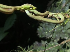 Oxybelis brevirostris