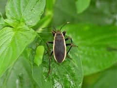 Iphita limbata