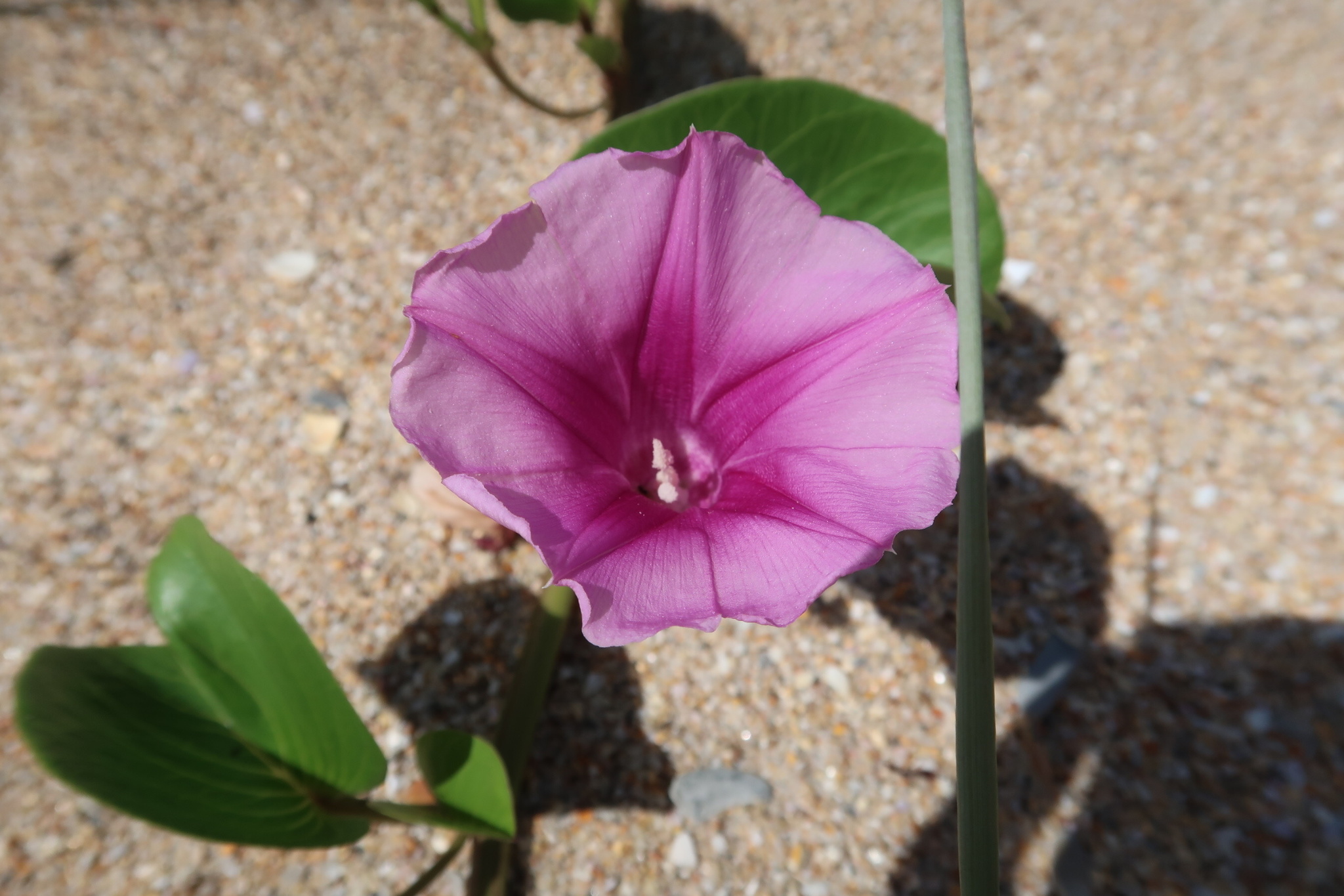 Ipomoea pes-caprae ssp. brasiliensis