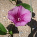 Tropical Beach Morning Glory - Photo (c) peymit500, some rights reserved (CC BY-NC)